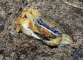 Blue Land Crab Royalty Free Stock Photo