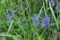 Blue large speedwell blooming in the grass, also called Veronica teucrium or grosser ehrenpreis Royalty Free Stock Photo