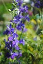 Blue Larkspur