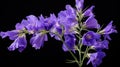 blue larkspur flower