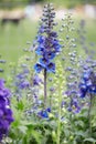 Blue larkspur flowers, Delphinium elatum Royalty Free Stock Photo