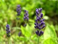 Blue lavender Royalty Free Stock Photo