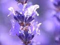 Blue lavender Royalty Free Stock Photo