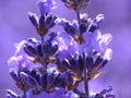 Blue lavender