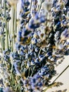 Blue Lavender Branches and Seeds Royalty Free Stock Photo