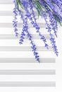 Blue lavender flowers on empty sheet music paper