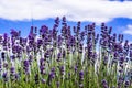 Blue lavender flowers in the mountains of Bulgaria Royalty Free Stock Photo