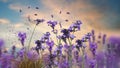 Blue lavender flowers wildflowers grass summer field floral in front sunset sky fluffy clouds nature landscape