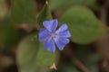 Blue leadwood Ceratostigma Royalty Free Stock Photo