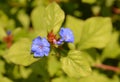 Blue Leadwort