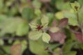 Blue Leadwort