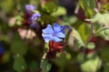 Blue Leadwort