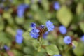 Blue Leadwort