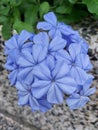 Blue Leadwort growing in Shatin New Territories Hong Kong