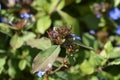 Blue Leadwort