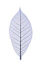 Blue leaf