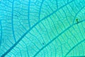 Blue leaf with viens background Royalty Free Stock Photo