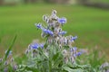 Blue leaves of borago officinalis starflower against a geen field. Empty copy space.