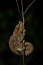 Blue-legged Chameleon - Calumma crypticum Royalty Free Stock Photo