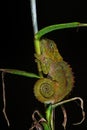 Blue-legged Chameleon - Calumma crypticum Royalty Free Stock Photo