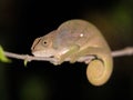 the Blue-legged chameleon, Calumma crypticum, commonly known as the cryptic chameleon or blue-legged chameleon, species of endemic Royalty Free Stock Photo