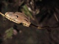 the Blue-legged chameleon, Calumma crypticum, commonly known as the cryptic chameleon or blue-legged chameleon, species of endemic Royalty Free Stock Photo