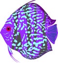 Blue leopard discus fish Royalty Free Stock Photo