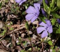 Blue lesser periwinkle Vinca minor flowers and leaves close up .Is a genus of flowering plants in the family Apocynaceae, native