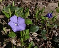 Blue lesser periwinkle Vinca minor flowers and leaves close up .Is a genus of flowering plants in the family Apocynaceae