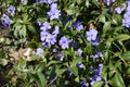 Blue lesser perwinkle in spring park