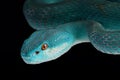 Blue Lesser Sunda pitviper Trimeresurus insularis Royalty Free Stock Photo