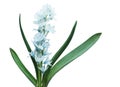 Blue libanotica Flower Plant