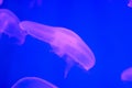 Blue light background. Pink jellyfish underwater in the ocean close up. Free space for text and content Royalty Free Stock Photo