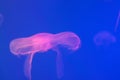 Blue light background. Pink jellyfish underwater in the ocean close up. Free space for text and content Royalty Free Stock Photo