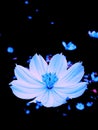 Blue Light Flower in The Darknight Royalty Free Stock Photo