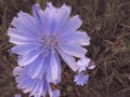 Blue light large flower of chicory against the background of dark green summer meadow grass Royalty Free Stock Photo