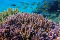 blue and lilac corals with lot of fishes during diving in egypt