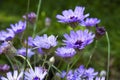 Blue and lilac flowers of Catananche Cupid`s dart