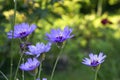 Blue and lilac flowers of Catananche Cupid`s dart