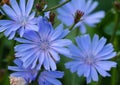 Blue-lilac flowers chicory close-up of five pieces Royalty Free Stock Photo