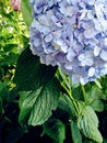 Blue- lilac hydrangea flower in full bloom Royalty Free Stock Photo