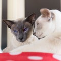 Blue and Lilac point siamese cats Royalty Free Stock Photo