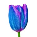 A blue lilac tulip flower with a tinge of purple, isolated on a white background. Close-up. Flower bud on a green stem
