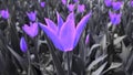 Blue and lilac tulips against grey foliage. Royalty Free Stock Photo