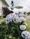 Blue, lilac, violet, Hydrangea flower (Hydrangea macrophylla) blooming in spring and summer in a garden Royalty Free Stock Photo