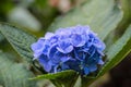 blue, violet, purple Hydrangea flower (Hydrangea macrophylla) blooming in spring and summer in a garden. Hydrangea Royalty Free Stock Photo