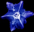 Blue Lilia flower on black isolated background with clipping path. Closeup. For design. View from above. Royalty Free Stock Photo