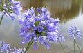 Blue lily blossoms in front of water Royalty Free Stock Photo