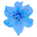 Blue Lily Flower Beautiful Delicate Isolated On White Background