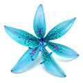 Blue lily flower beautiful delicate isolated on white background Royalty Free Stock Photo